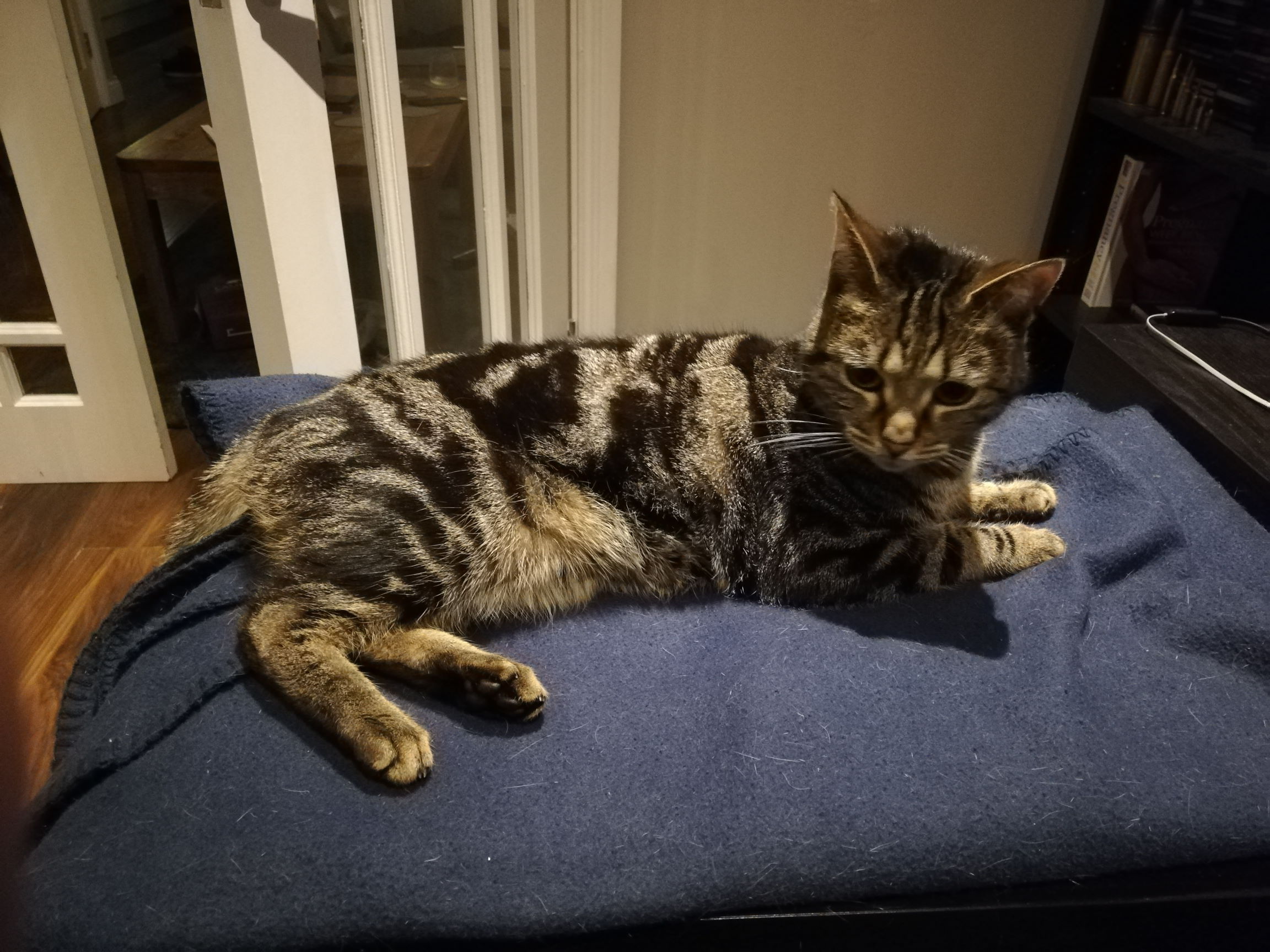 Boycat!